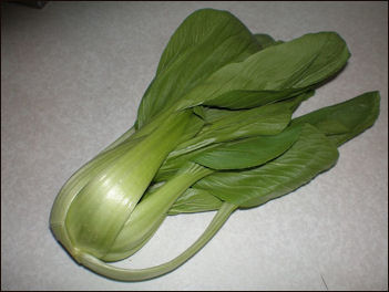 20111101-Wikicommons Brassica rapa chinensis.jpg